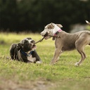RHBS25A