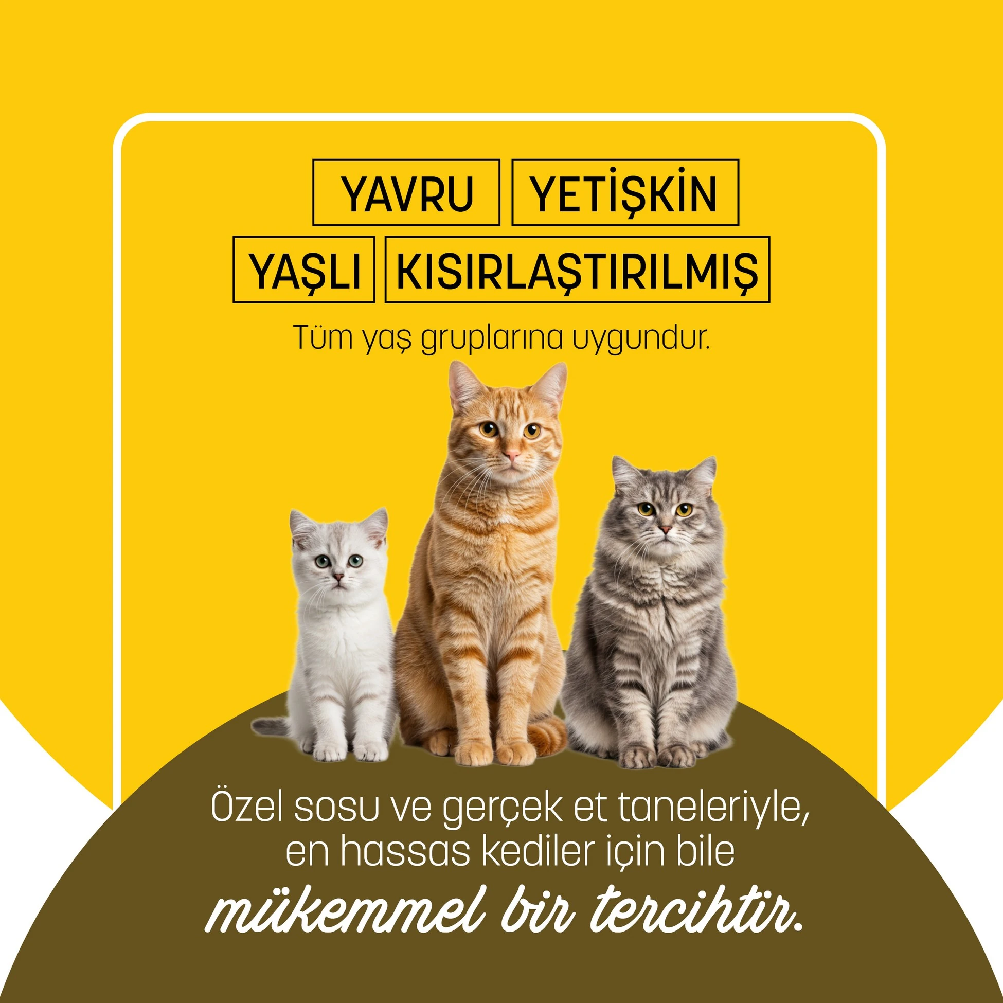 PETZZ-C004