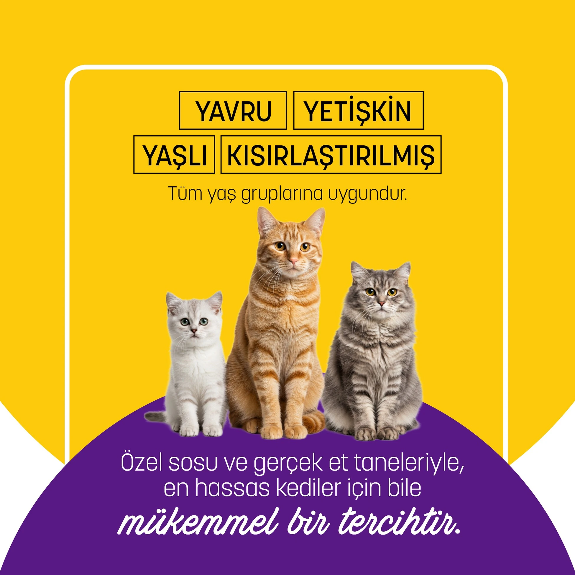 PETZZ-C008