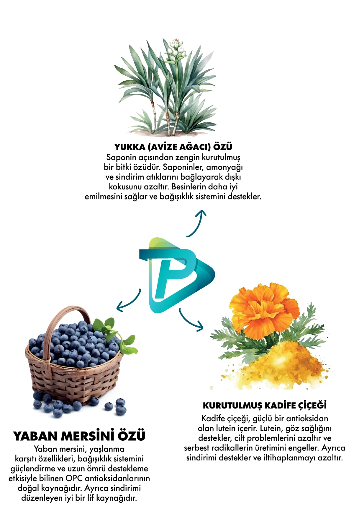 PET.PPD6001