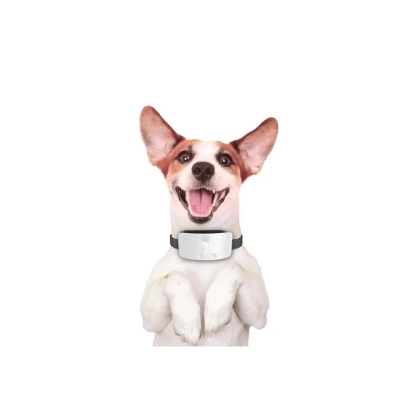 BARKTRAINWHITE