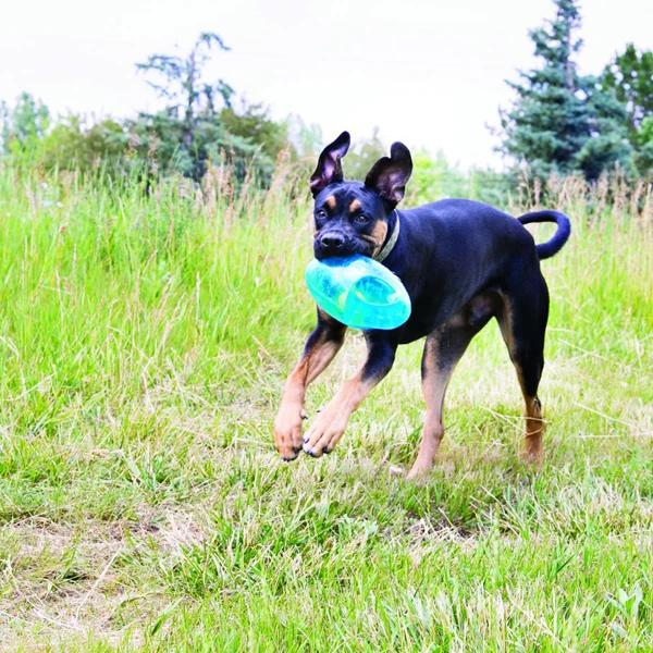 [035585034126] Kong Köpek Jumbler Toplu Oyuncak
