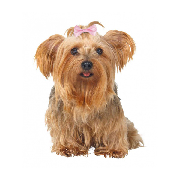 [2296] Trixie Köpek Saç Tokası