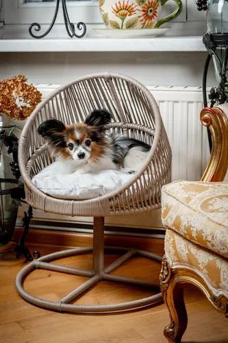 [URN00183] Lepus Galaxi Model Kedi Kedi ve Küçük Irk Köpek Yatağı
