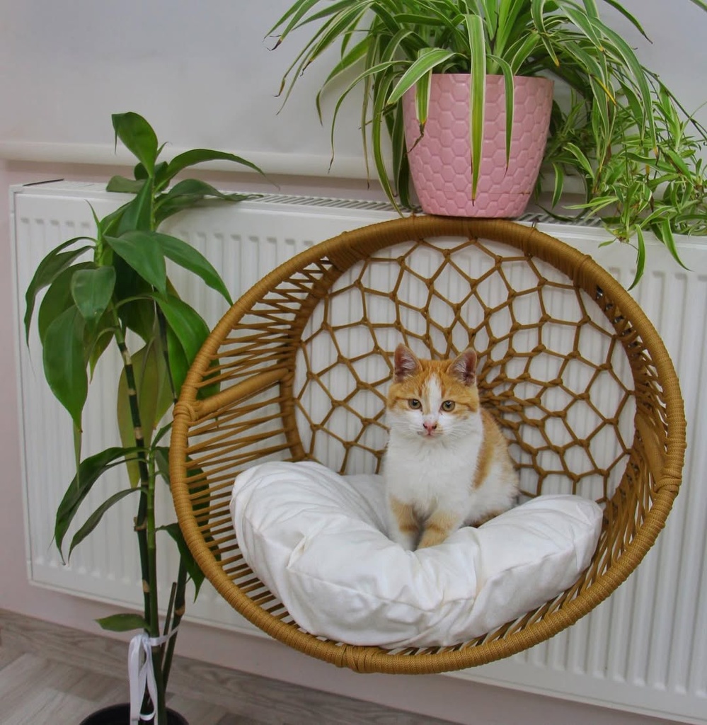 [URN000185] Lepus Olips Model Asmalı Petek Kedi ve Küçük Irk Köpek Yatağı