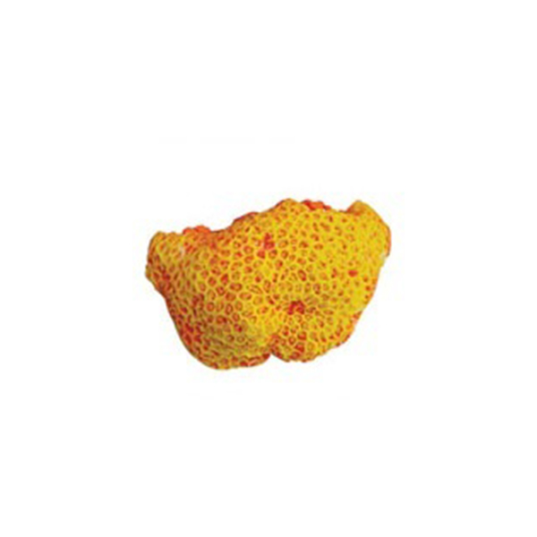 [200-SR003SBASD] Kw Zone Soft Mercan Akvaryum Dekoru