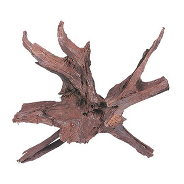 Kw Zone Mango Kökü (55-100 Cm, Small)